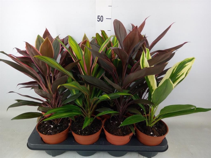<h4>Cordyline   ...mix</h4>