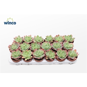 Echeveria Luella (red)