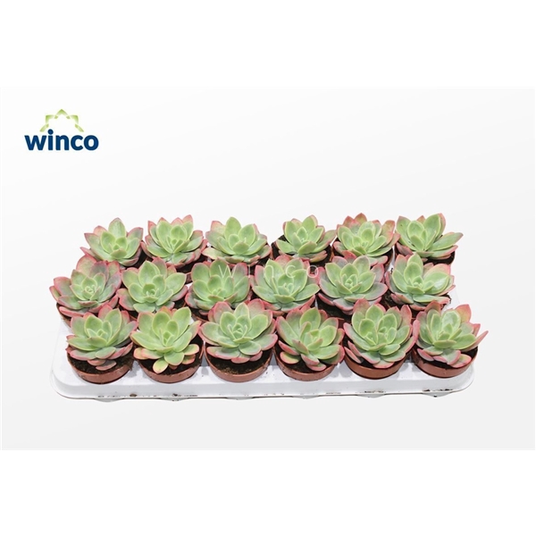 <h4>Echeveria Luella (red)</h4>