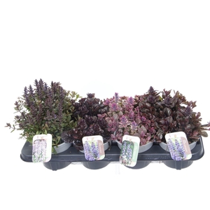 Ajuga reptans mix tray