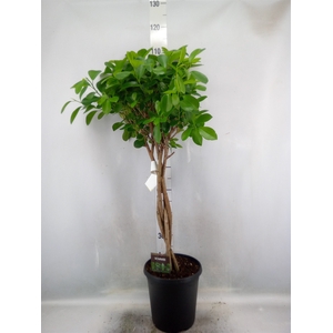 Ficus microcarpa 'Moclame'