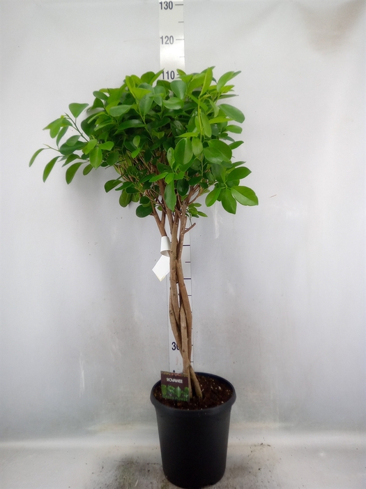 <h4>Ficus microcarpa 'Moclame'</h4>