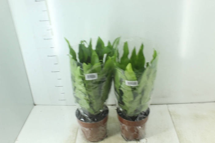 <h4>ASPLENIUM OSAKA LISO P17</h4>