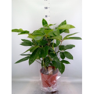 Schefflera actin. 'Amate'