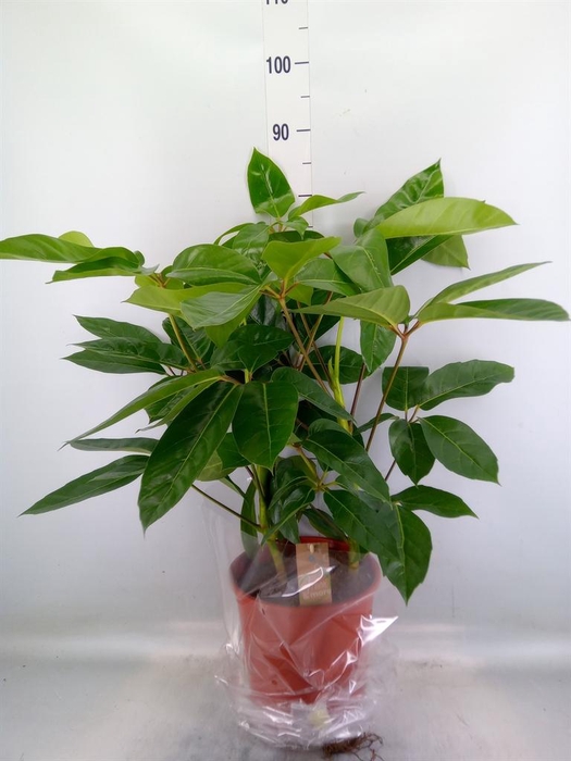 <h4>Schefflera actin. 'Amate'</h4>