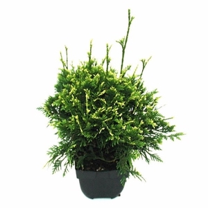 Thuja plicata 'Can-Can' P17