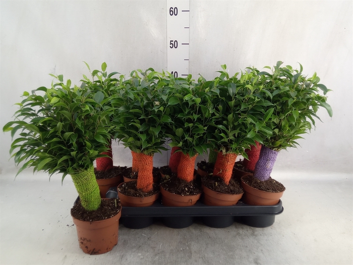 <h4>Ficus benja. 'Natasja'</h4>