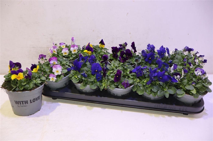 <h4>arr8 Vio Co Gem</h4>