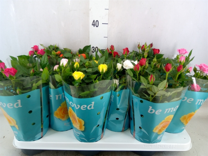 <h4>Rosa  'Beau Monde'   ...mix</h4>