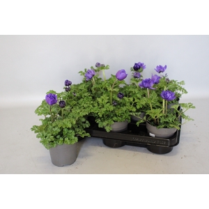 Anemone coronaria Animo Pastel Blue