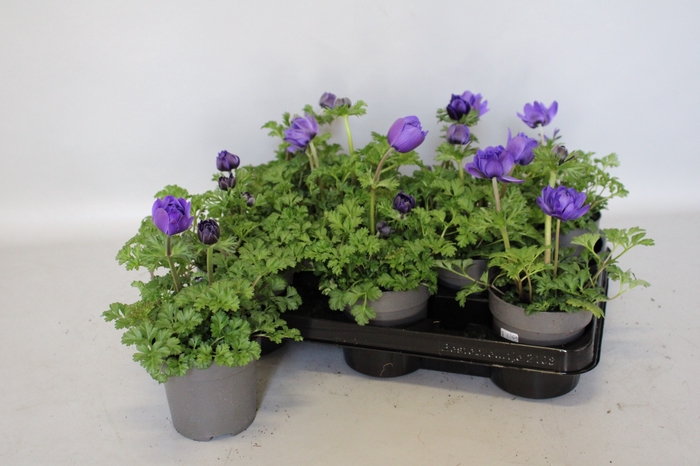 <h4>Anemone coronaria Animo Pastel Blue</h4>