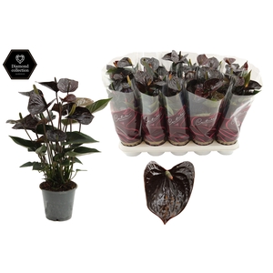 Anthurium 12 cm Black Love in Couture Diamond Line Purple sleeve