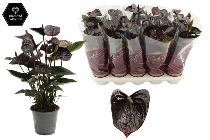 <h4>Anthurium 12 cm Black Love in Couture Diamond Line Purple sleeve</h4>