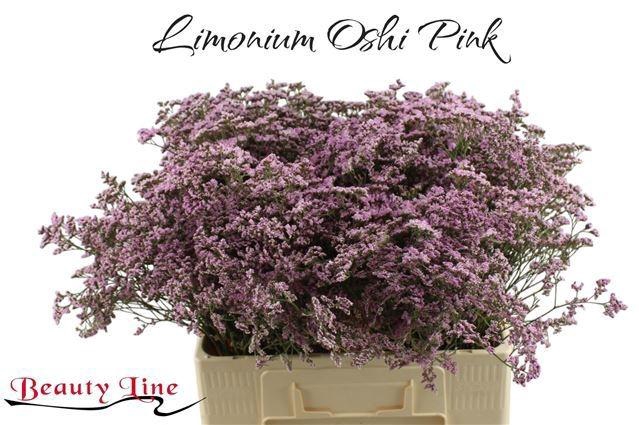 <h4>LIM SAF OSHI PINK</h4>