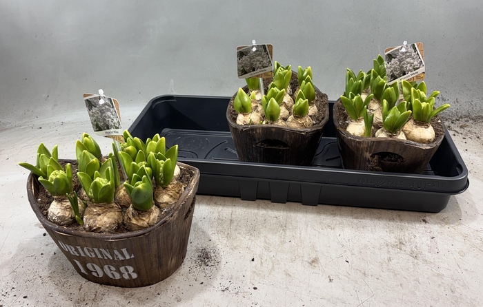 <h4>ARR HYACINTH</h4>