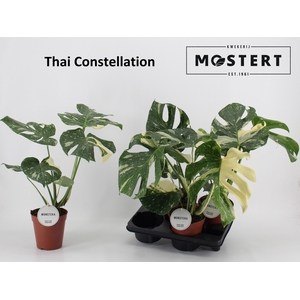 MONSTERA DEL THAI CO