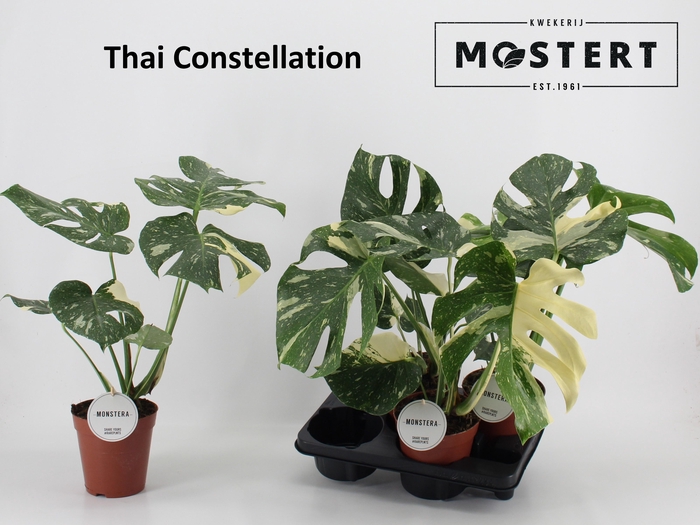 <h4>MONSTERA DEL THAI CO</h4>