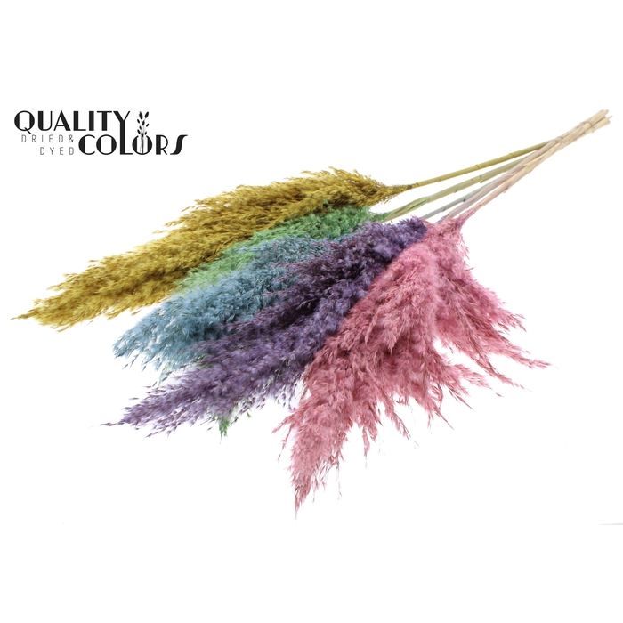 <h4>Pampas Grass 100cm 5st/bunch Pastel Prism</h4>