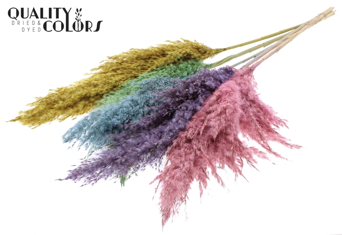 Pampas Grass 100cm 5st/bunch Pastel Prism