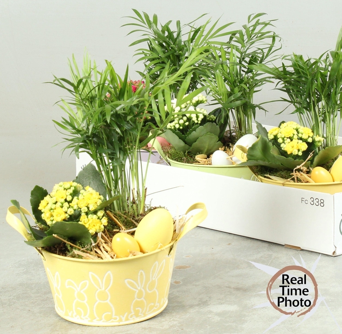 <h4>ARR KAMERPL</h4>