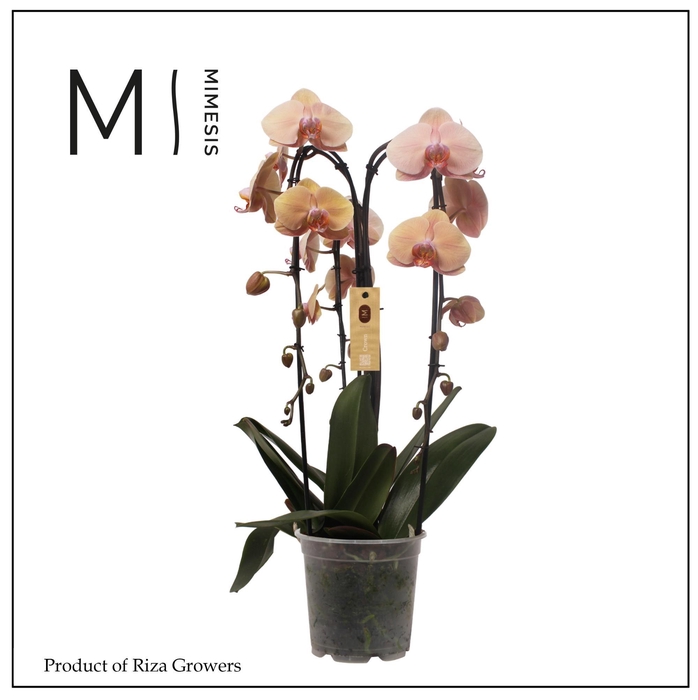 <h4>Phalaenopsis Crown Salmon 3 spike - 21cm | Mimesis</h4>