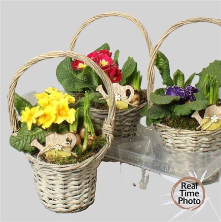 <h4>Arr Tuinplanten</h4>