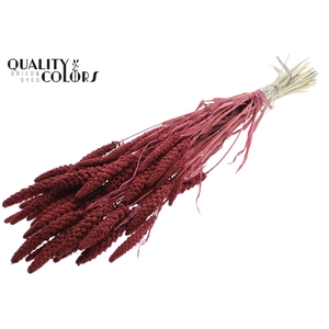 Gierst per bunch Intense Burgundy