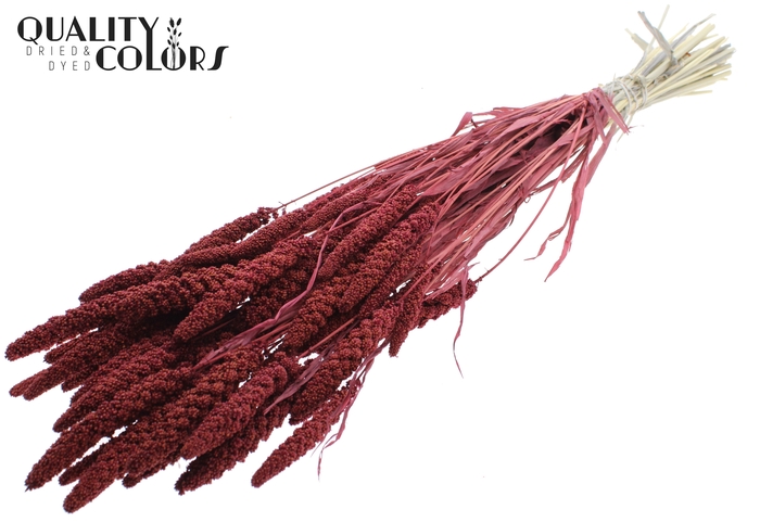 <h4>Gierst per bunch Intense Burgundy</h4>