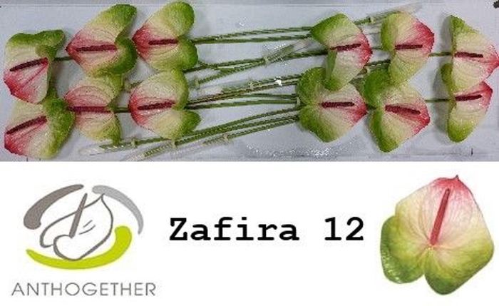 <h4>Anth. andr. 'Zafira' x12</h4>