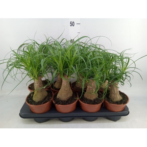 Beaucarnea recurvata