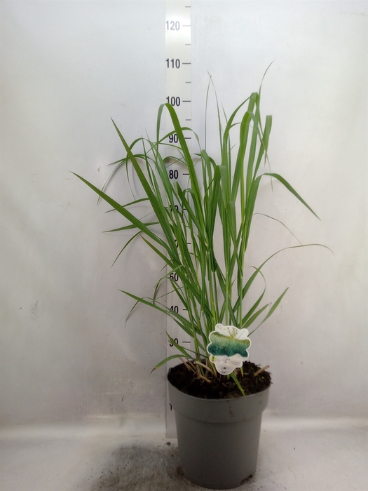 <h4>Panicum virgatum</h4>