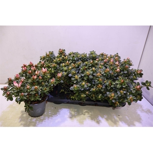 arr8 Rhodo Si Sachsenster