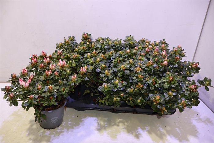 <h4>arr8 Rhodo Si Sachsenster</h4>