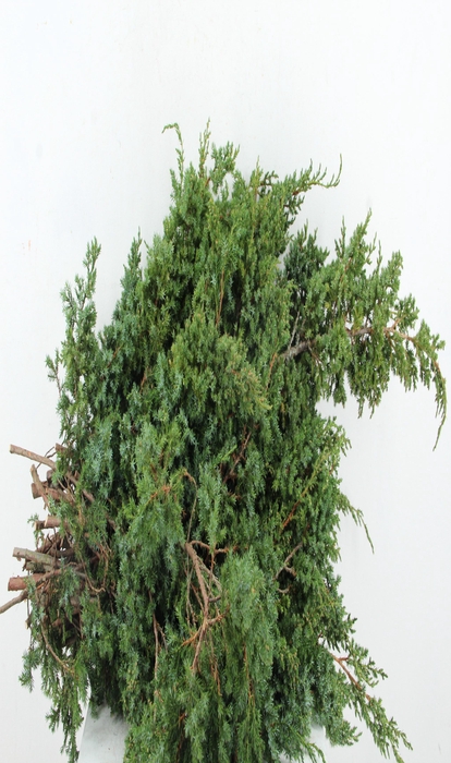 <h4>CONIFEER MEYERI 5KG</h4>