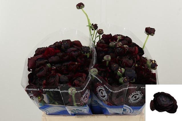 <h4>RAN SU NERONE</h4>