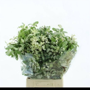 PITTOSPORUM BS