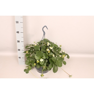 Hangpot 23 cm Fragaria (Aardbei)