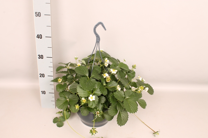 <h4>Hangpot 23 cm Fragaria (Aardbei)</h4>