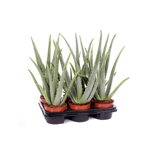 Aloe vera 12 cm