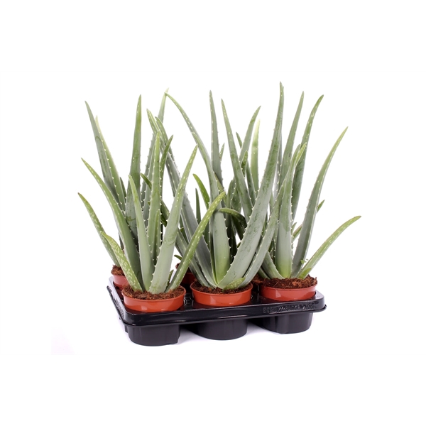 <h4>Aloe vera 12 cm</h4>