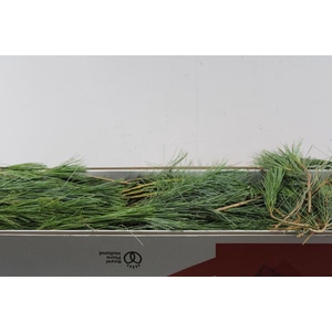Deco Gr Pinus Strobus Naalden