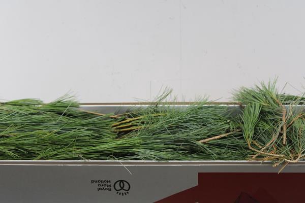 <h4>Deco Gr Pinus Strobus Naalden</h4>