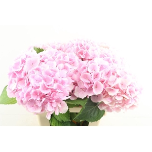 Hydr M Verena Pink 60-20