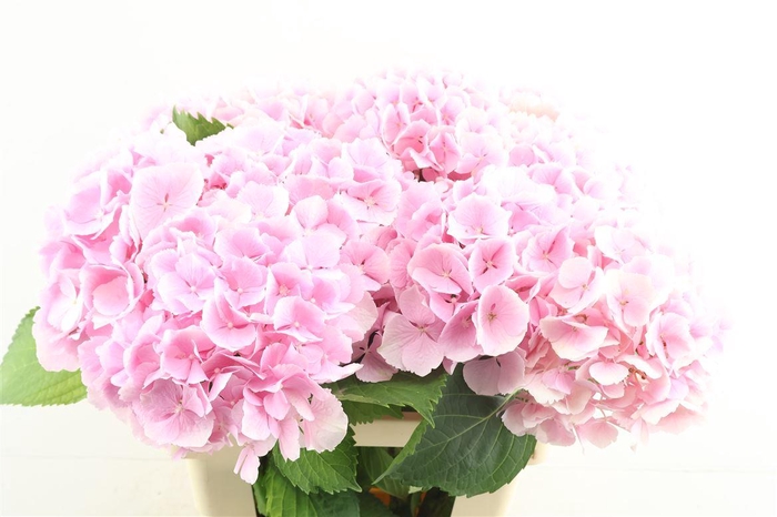 <h4>Hydr M Verena Pink 60-20</h4>