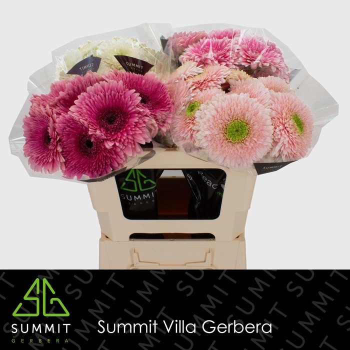 <h4>GE GB POM GEMENGD</h4>