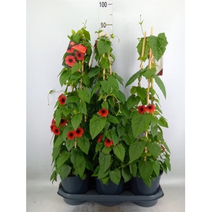 Thunbergia alata 'Brownie'