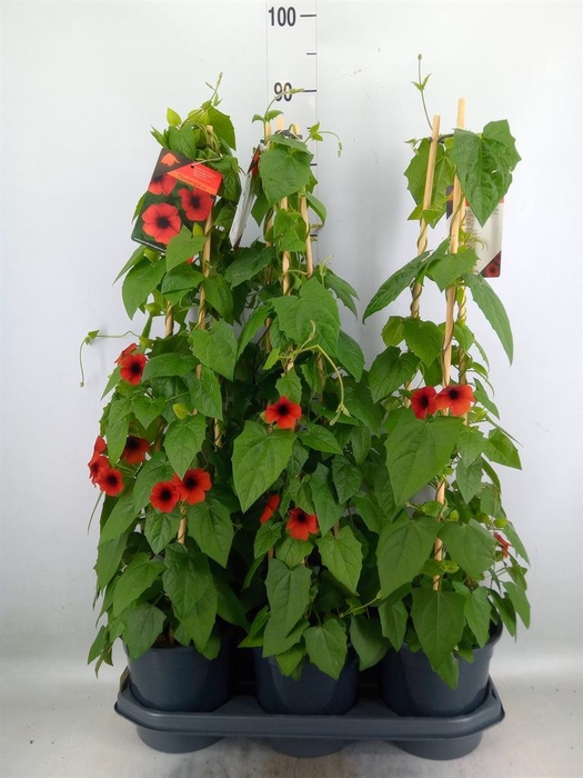 <h4>Thunbergia alata 'Brownie'</h4>