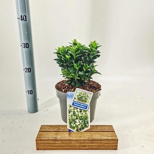 Euonymus Paloma Blanca