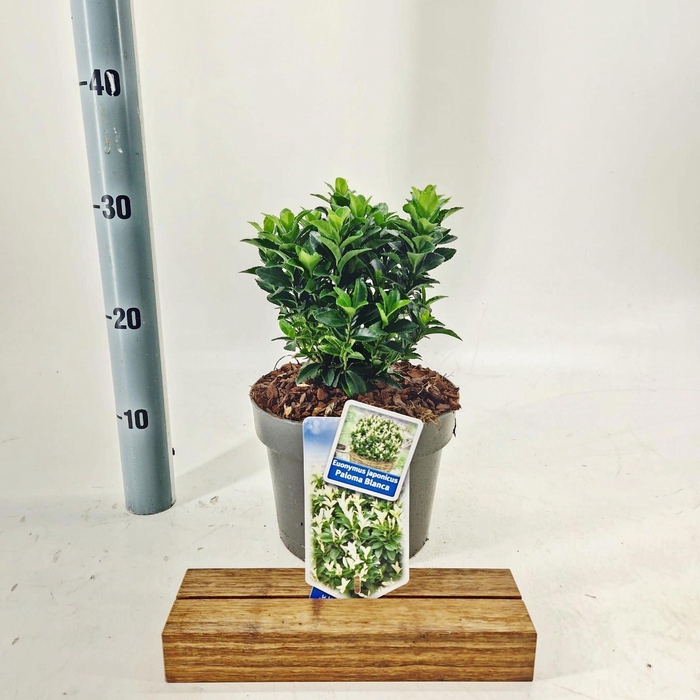 <h4>Euonymus Paloma Blanca</h4>