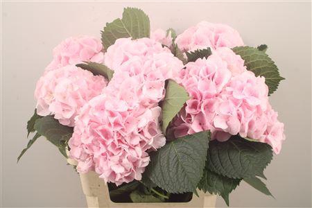 <h4>Hydr M My Beau Pinktouch</h4>